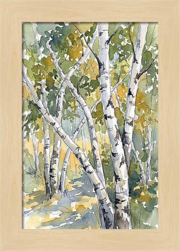 Birch Trees In Autumn Light