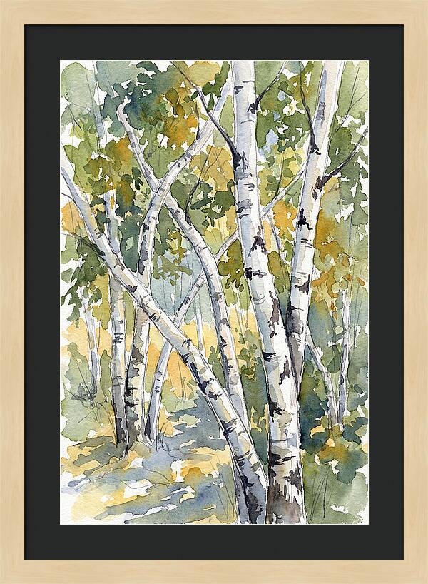 Birch Trees In Autumn Light