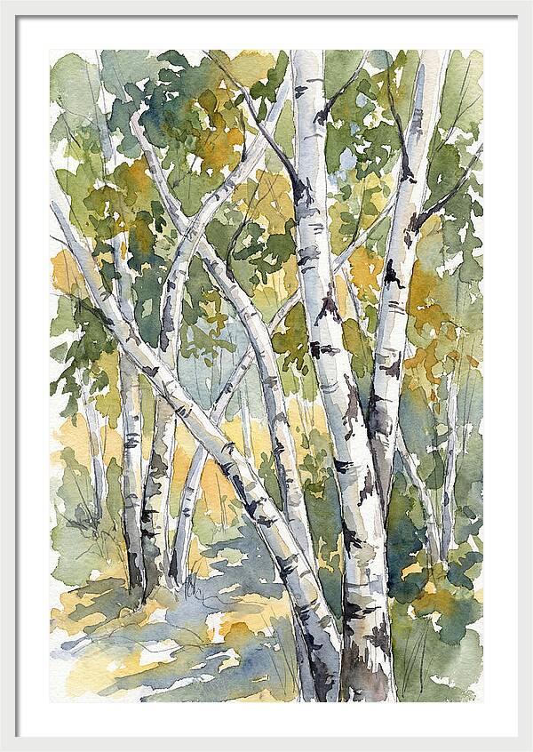 Birch Trees In Autumn Light