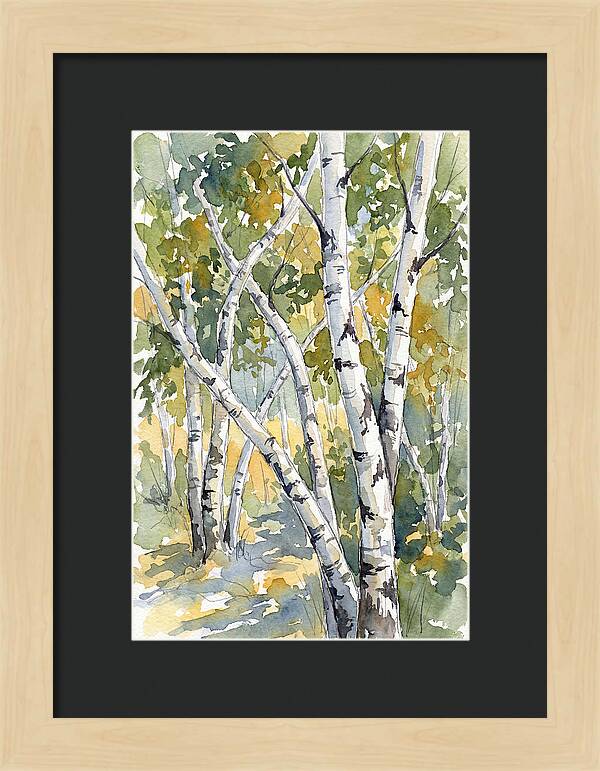 Birch Trees In Autumn Light
