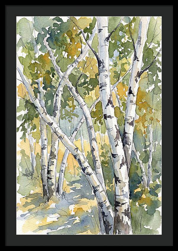 Birch Trees In Autumn Light