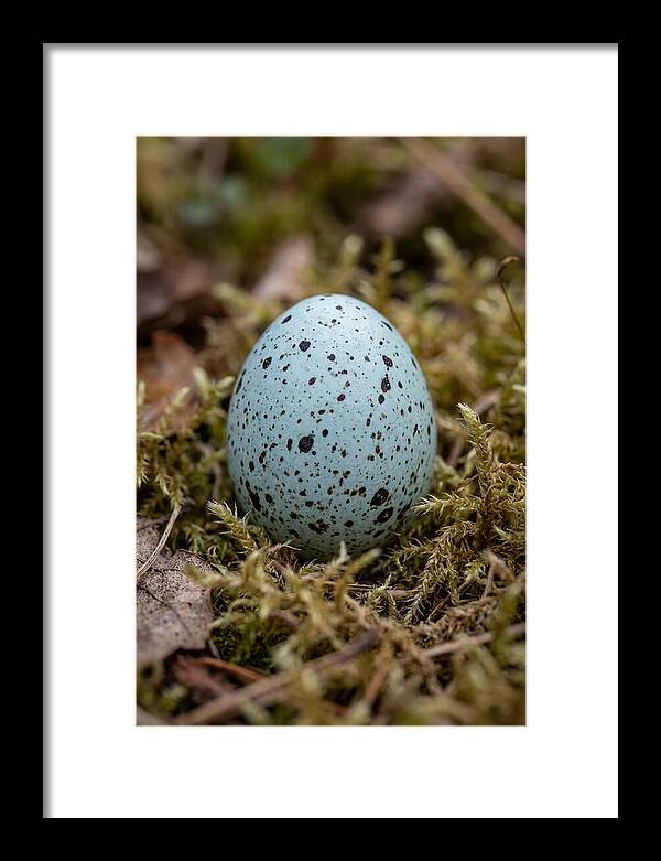 Bird Egg Among Moss