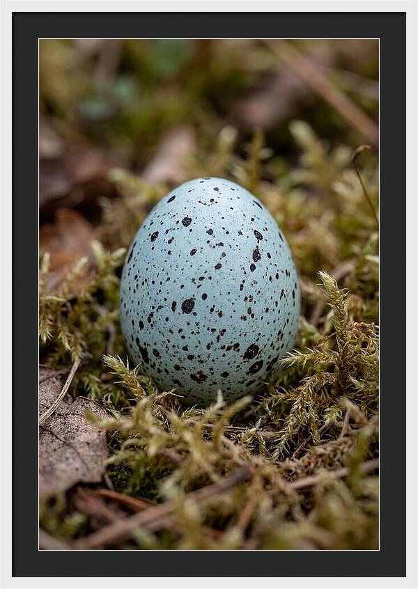 Bird Egg Among Moss