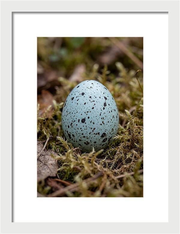 Bird Egg Among Moss