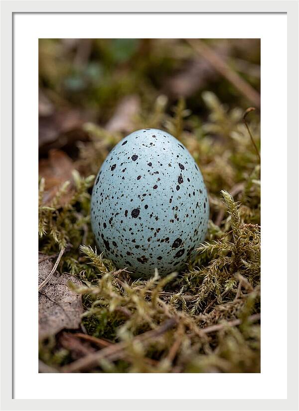 Bird Egg Among Moss