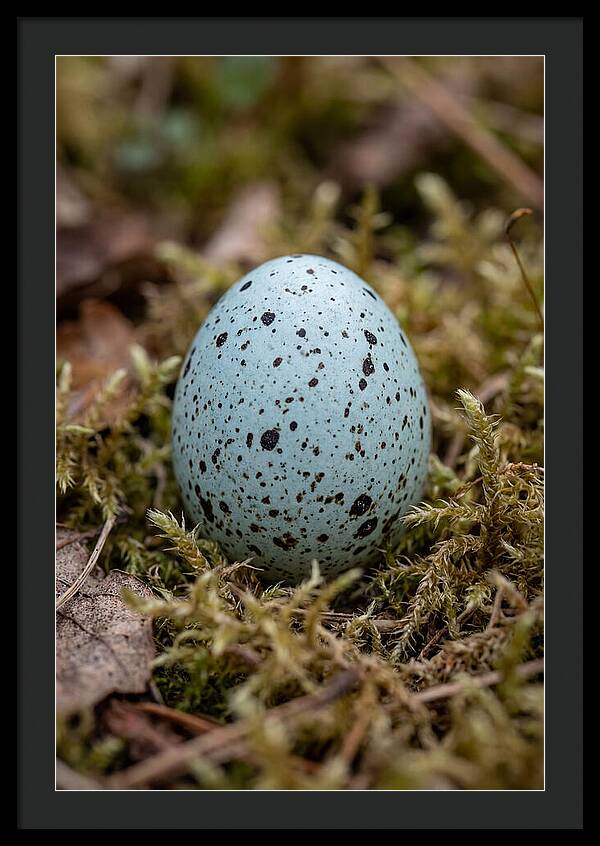 Bird Egg Among Moss