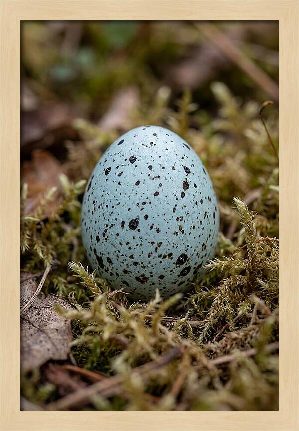 Bird Egg Among Moss