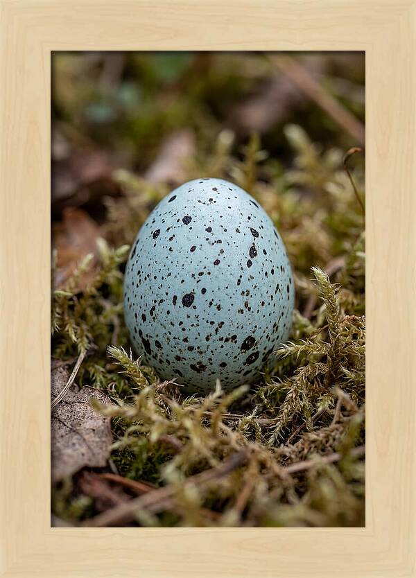 Bird Egg Among Moss
