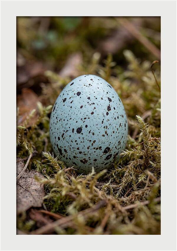 Bird Egg Among Moss