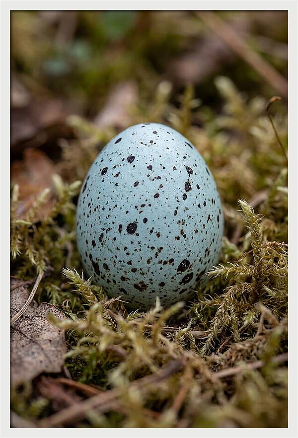 Bird Egg Among Moss
