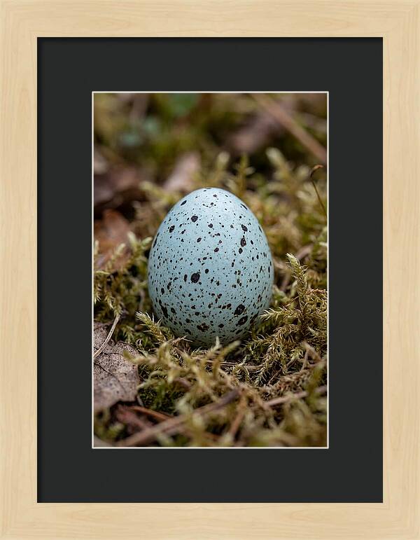 Bird Egg Among Moss