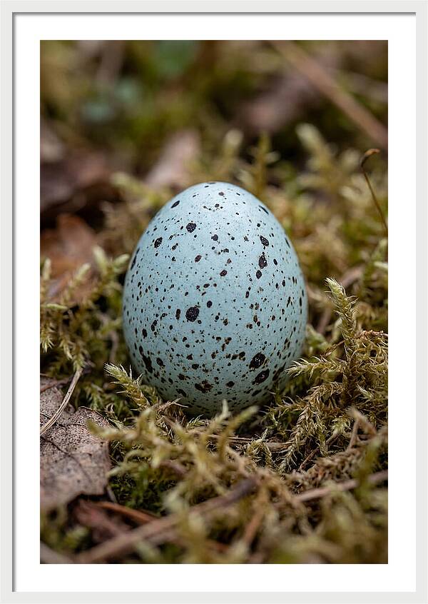Bird Egg Among Moss