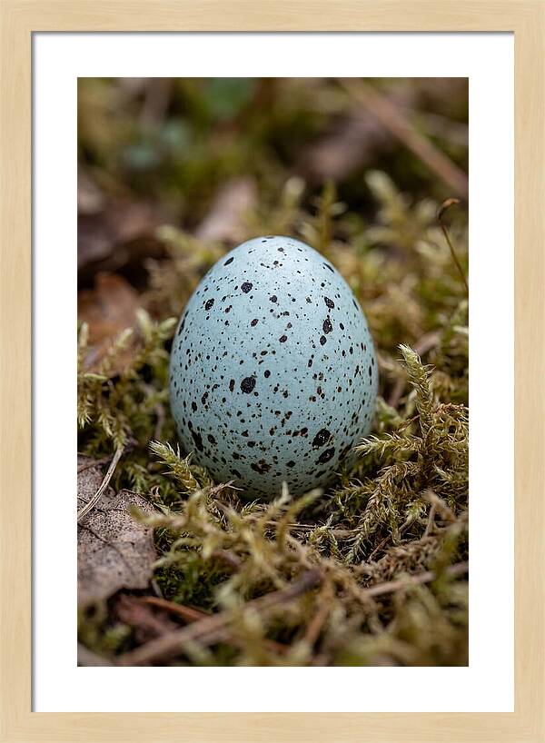 Bird Egg Among Moss