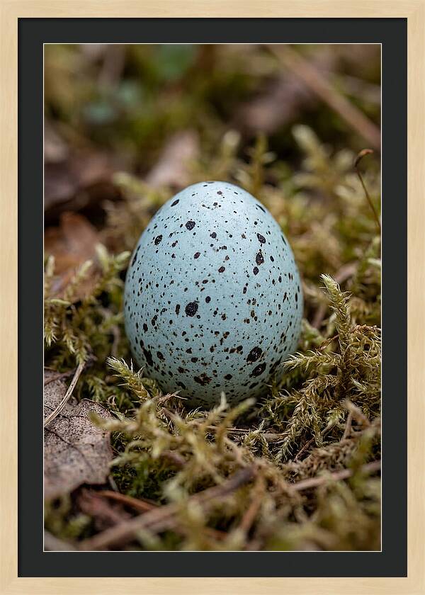 Bird Egg Among Moss