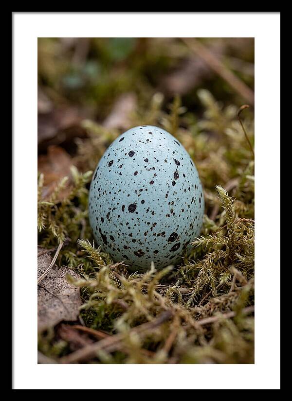 Bird Egg Among Moss