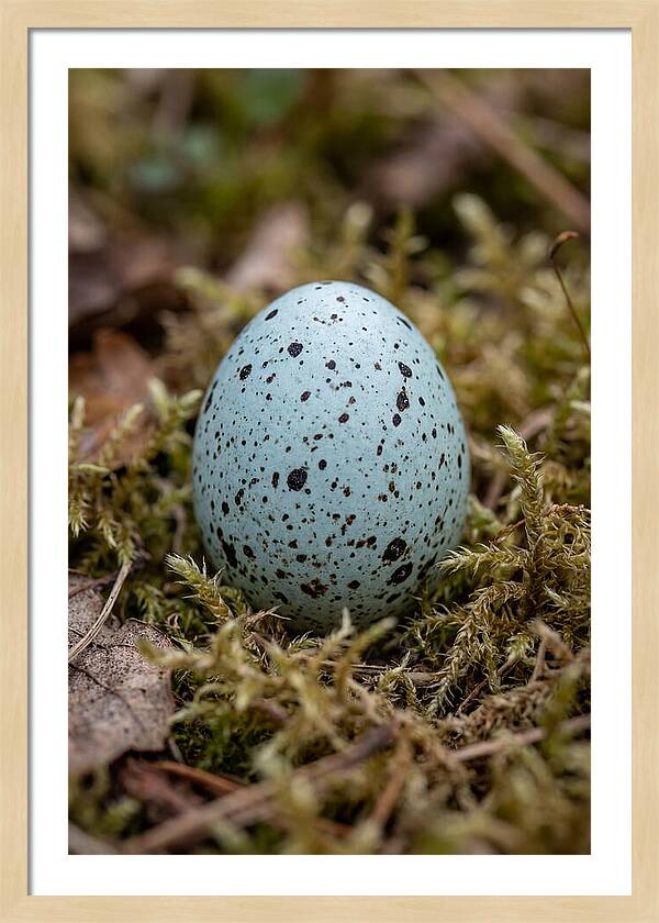 Bird Egg Among Moss