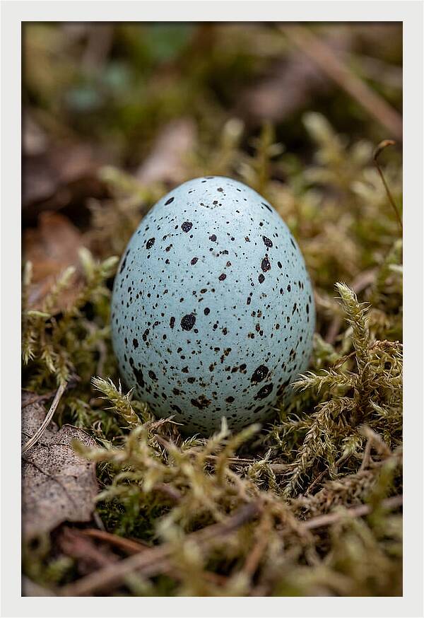 Bird Egg Among Moss
