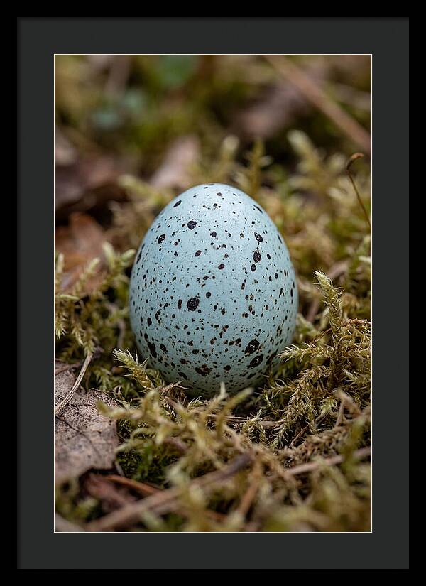 Bird Egg Among Moss