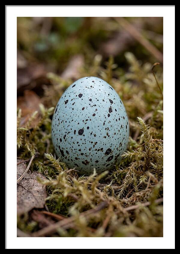 Bird Egg Among Moss