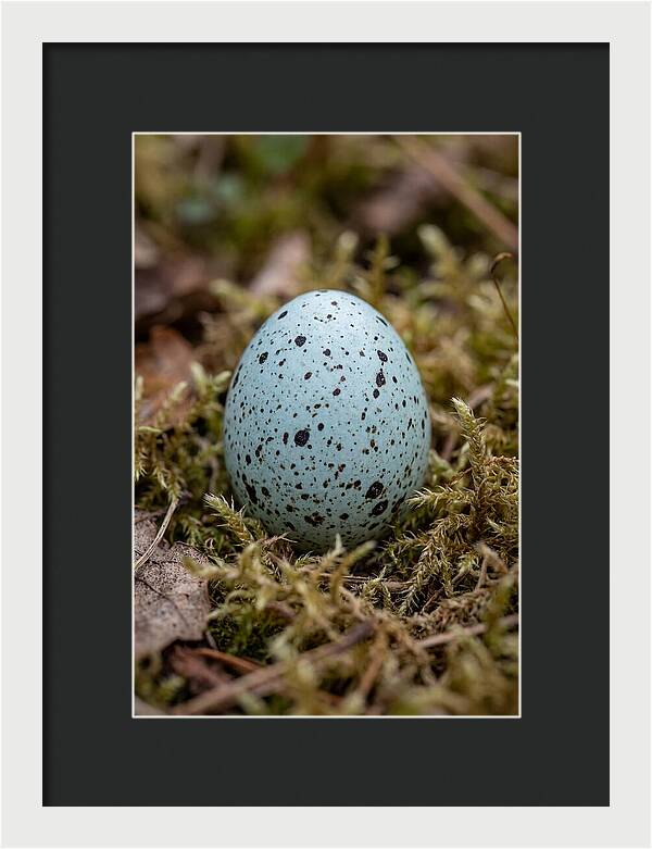 Bird Egg Among Moss