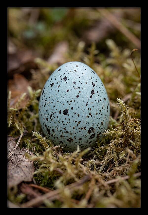 Bird Egg Among Moss