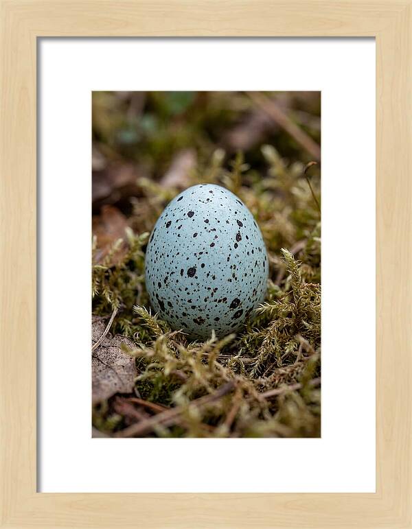 Bird Egg Among Moss