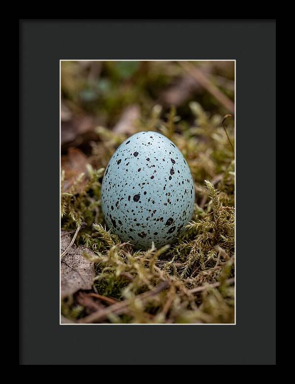 Bird Egg Among Moss