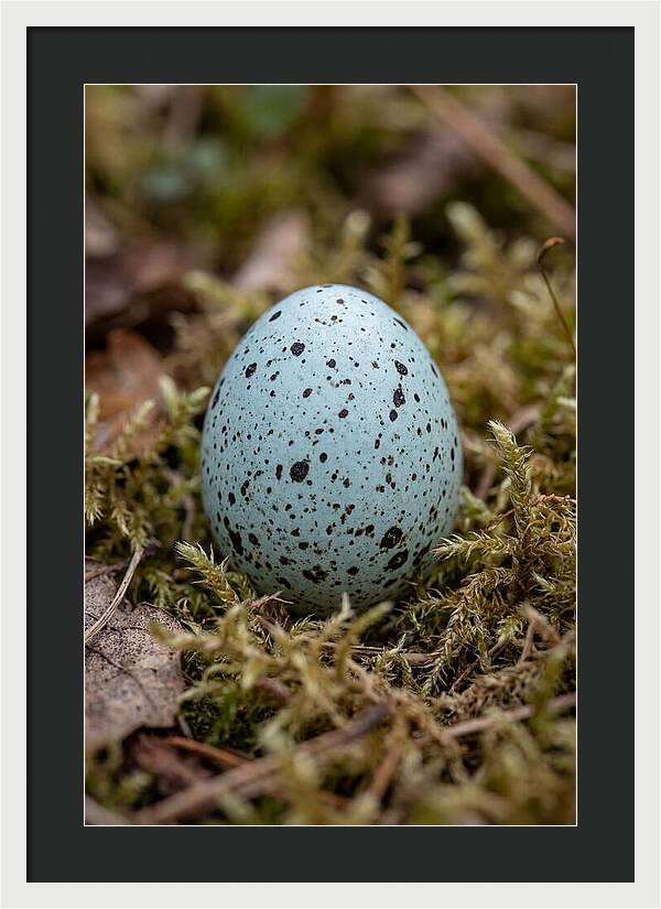 Bird Egg Among Moss