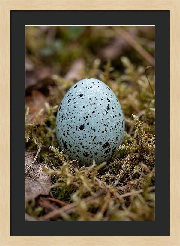 Bird Egg Among Moss