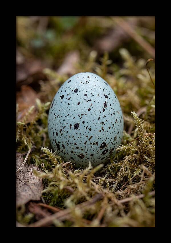 Bird Egg Among Moss