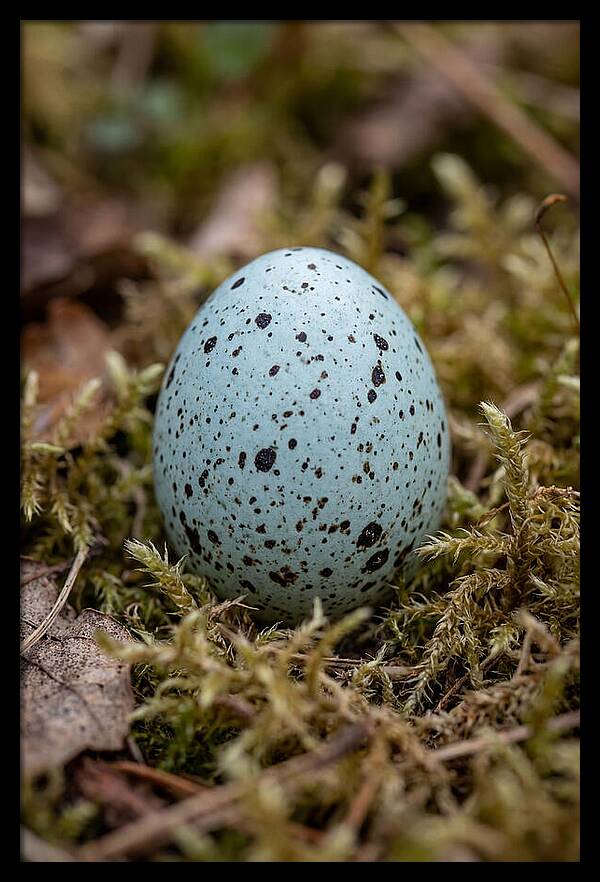 Bird Egg Among Moss