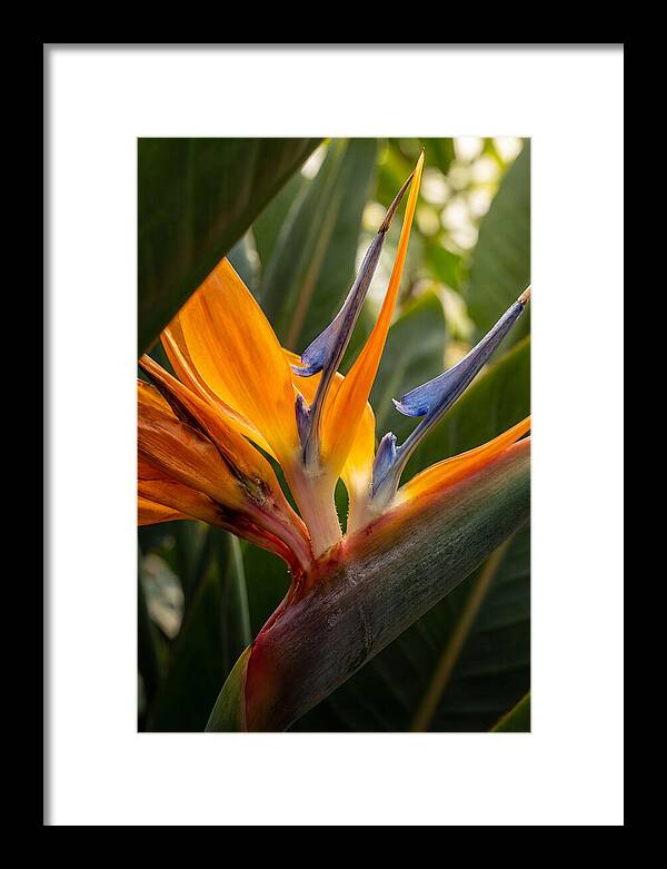 Bird Of Paradise Bloom