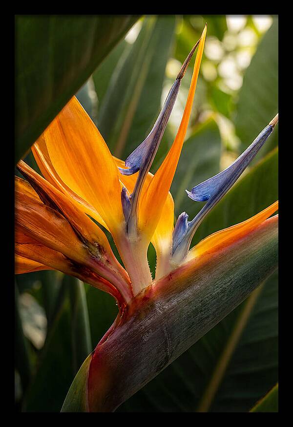 Bird Of Paradise Bloom
