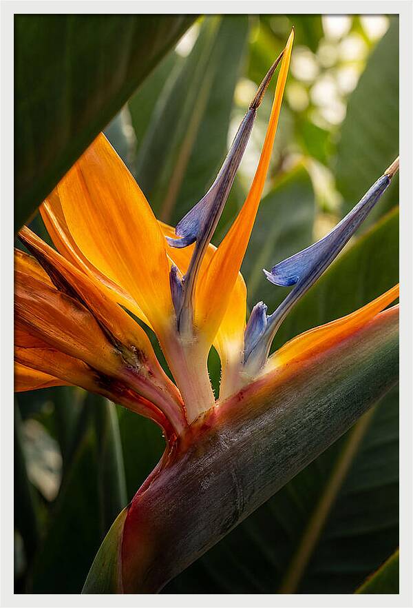 Bird Of Paradise Bloom