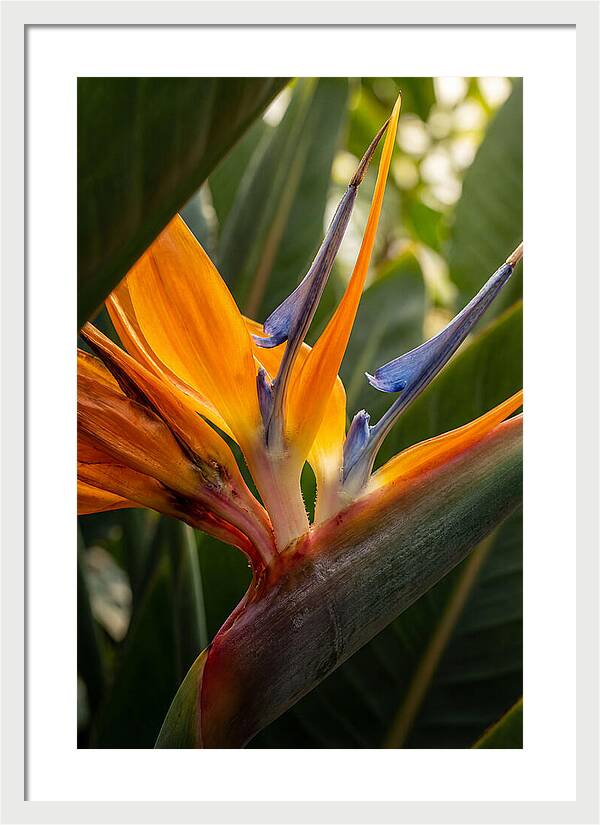 Bird Of Paradise Bloom