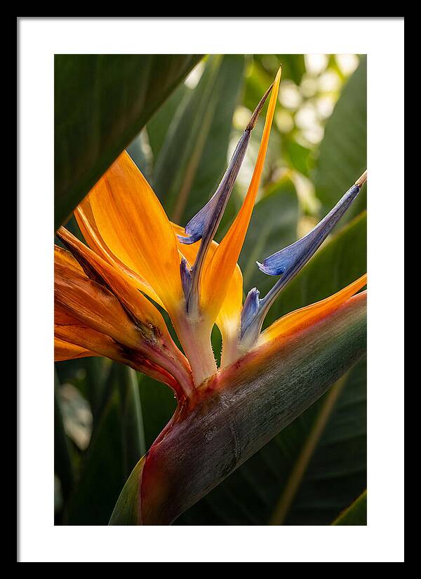 Bird Of Paradise Bloom