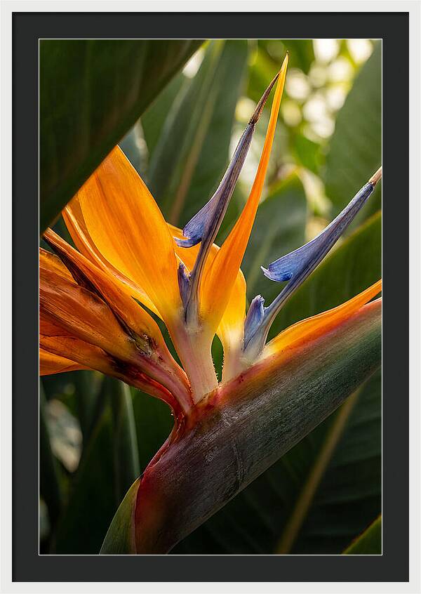 Bird Of Paradise Bloom