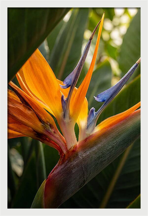 Bird Of Paradise Bloom