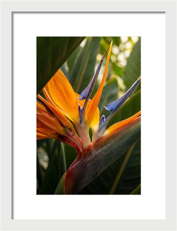Bird Of Paradise Bloom