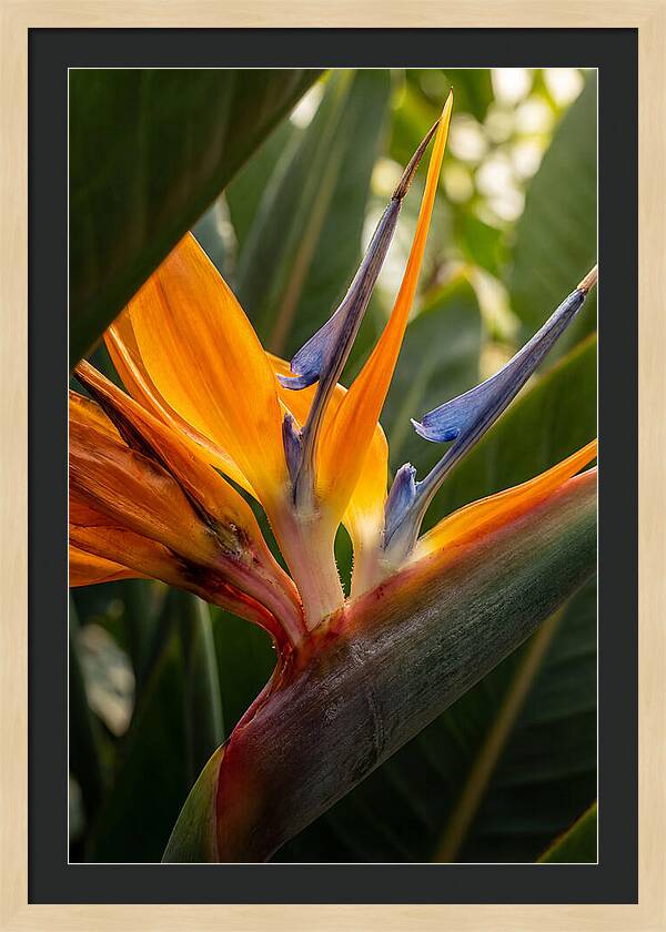 Bird Of Paradise Bloom
