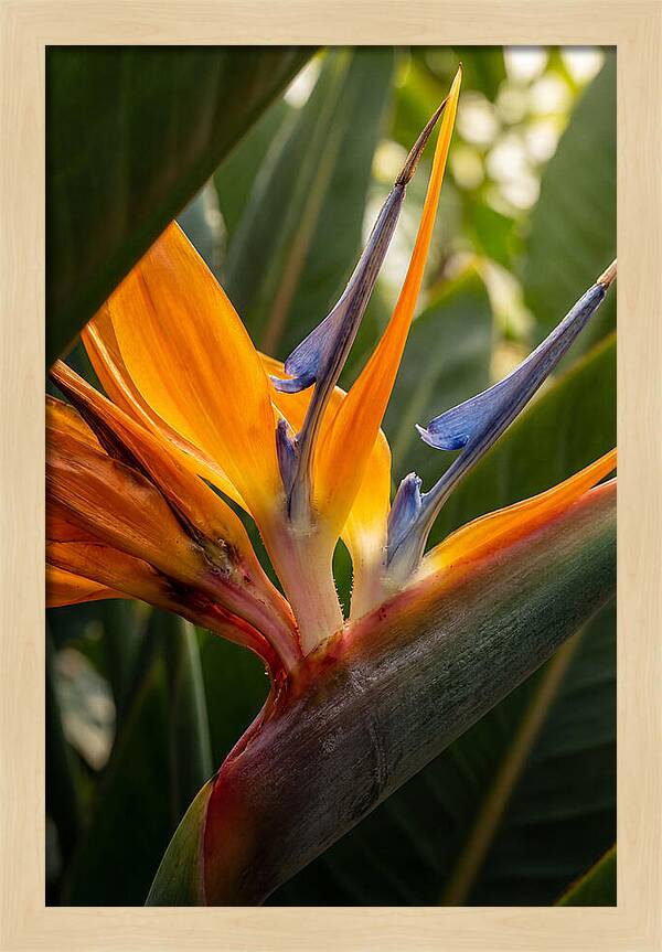 Bird Of Paradise Bloom