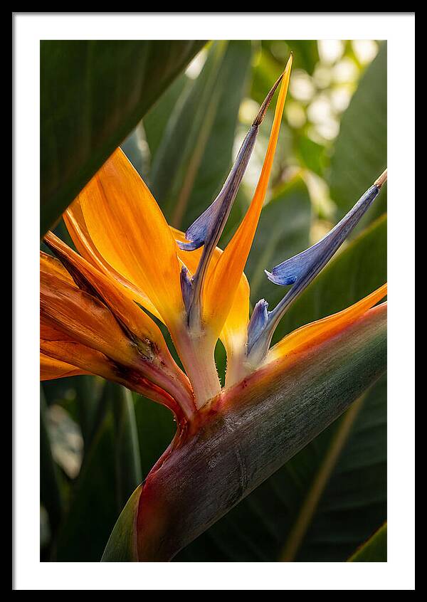 Bird Of Paradise Bloom
