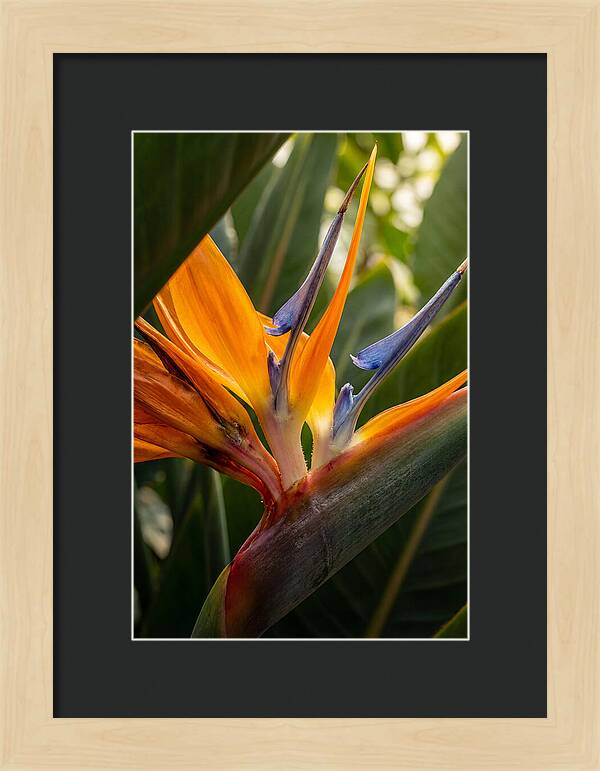 Bird Of Paradise Bloom