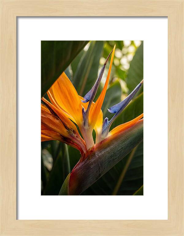 Bird Of Paradise Bloom
