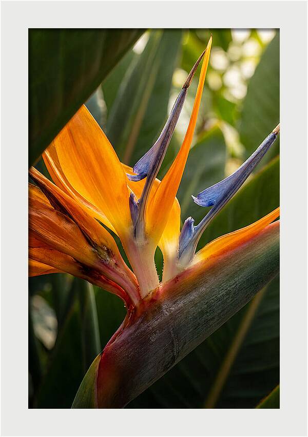 Bird Of Paradise Bloom