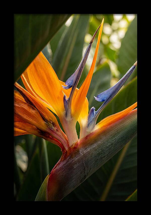 Bird Of Paradise Bloom