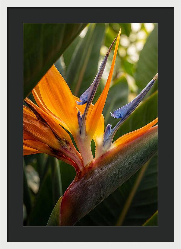 Bird Of Paradise Bloom