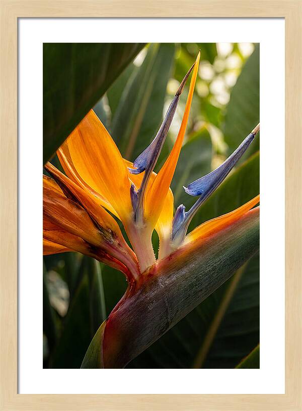 Bird Of Paradise Bloom