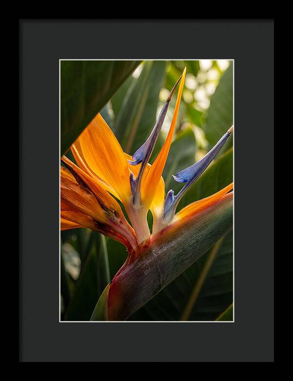 Bird Of Paradise Bloom