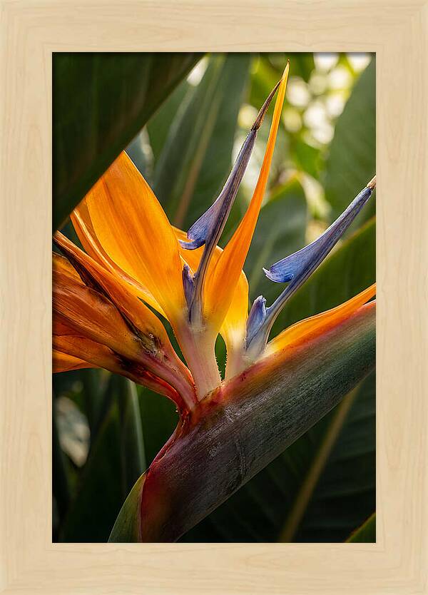 Bird Of Paradise Bloom